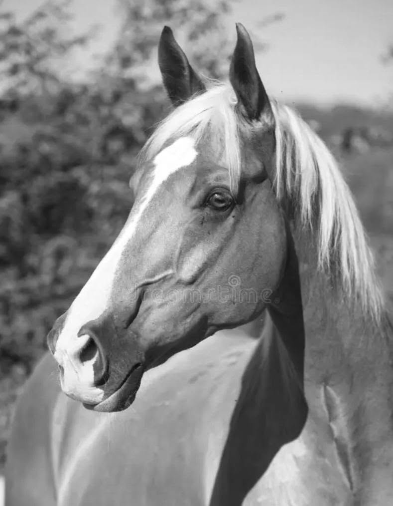 CAVALLO